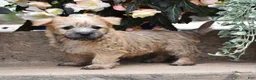 Cairn Terrier dogs for sale: Zaina - Ad 3