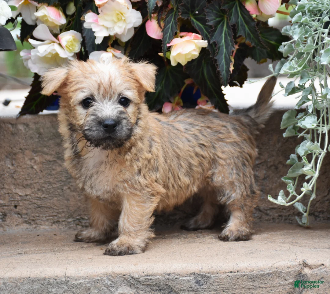 Cairn Terrier dogs for sale: Zaina - Ad 3