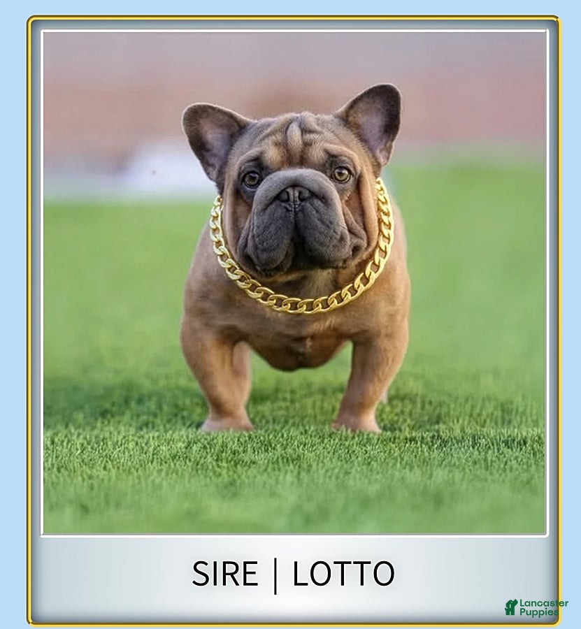French Bulldog dogs Sunflower - Ad 2