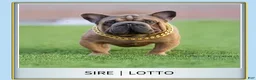 French Bulldog dogs for sale: Sunflower - Ad 3