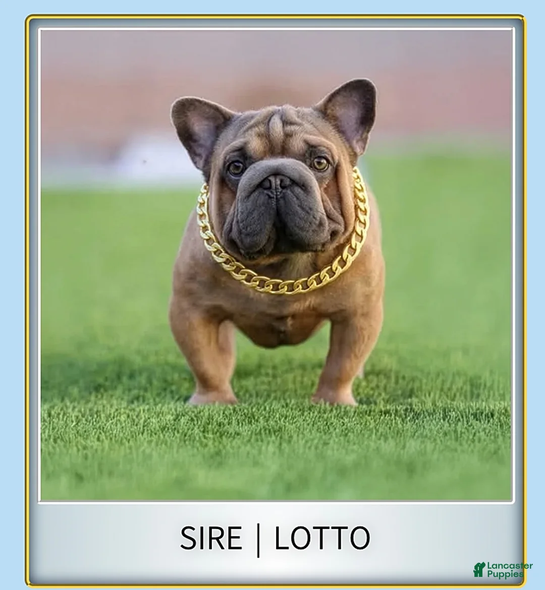 French Bulldog dogs for sale: Sunflower - Ad 3