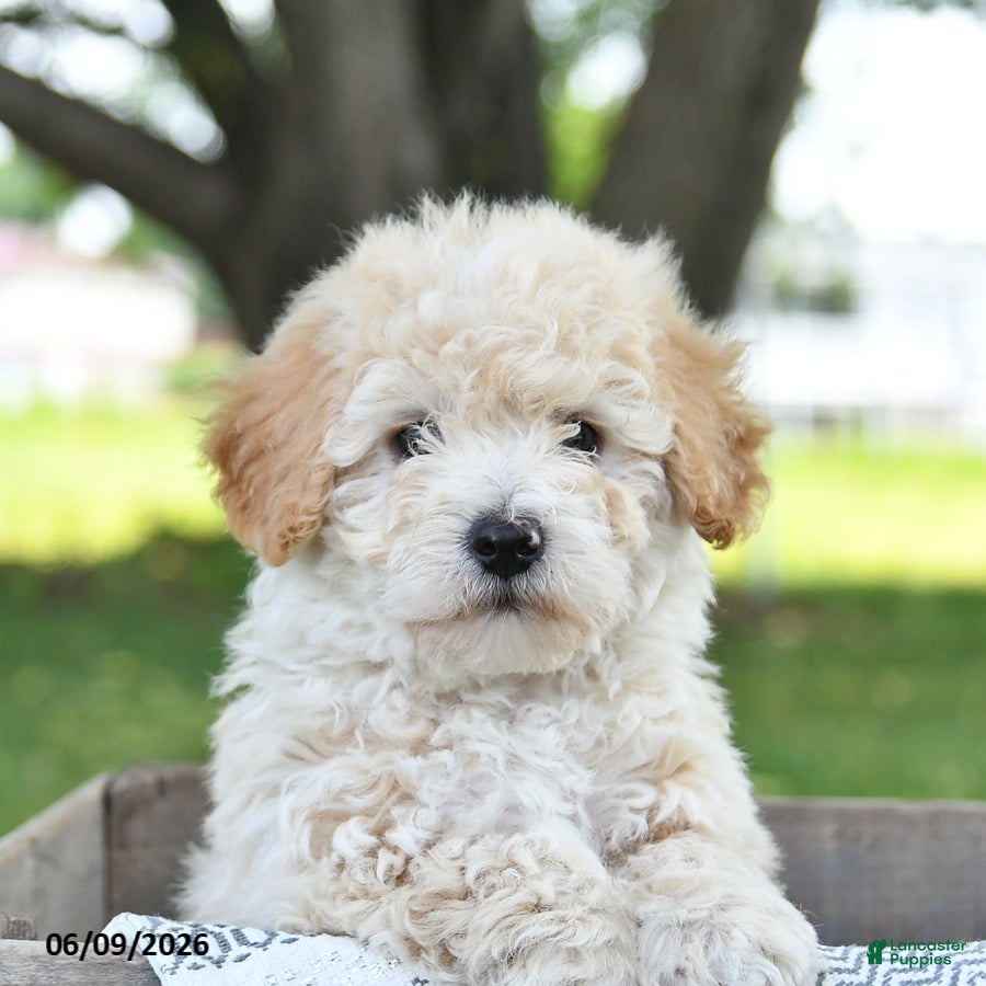 Bichpoo dogs Julio - Ad 2