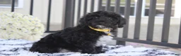 Yorkiepoo dogs for sale: Ranger  - Ad 8