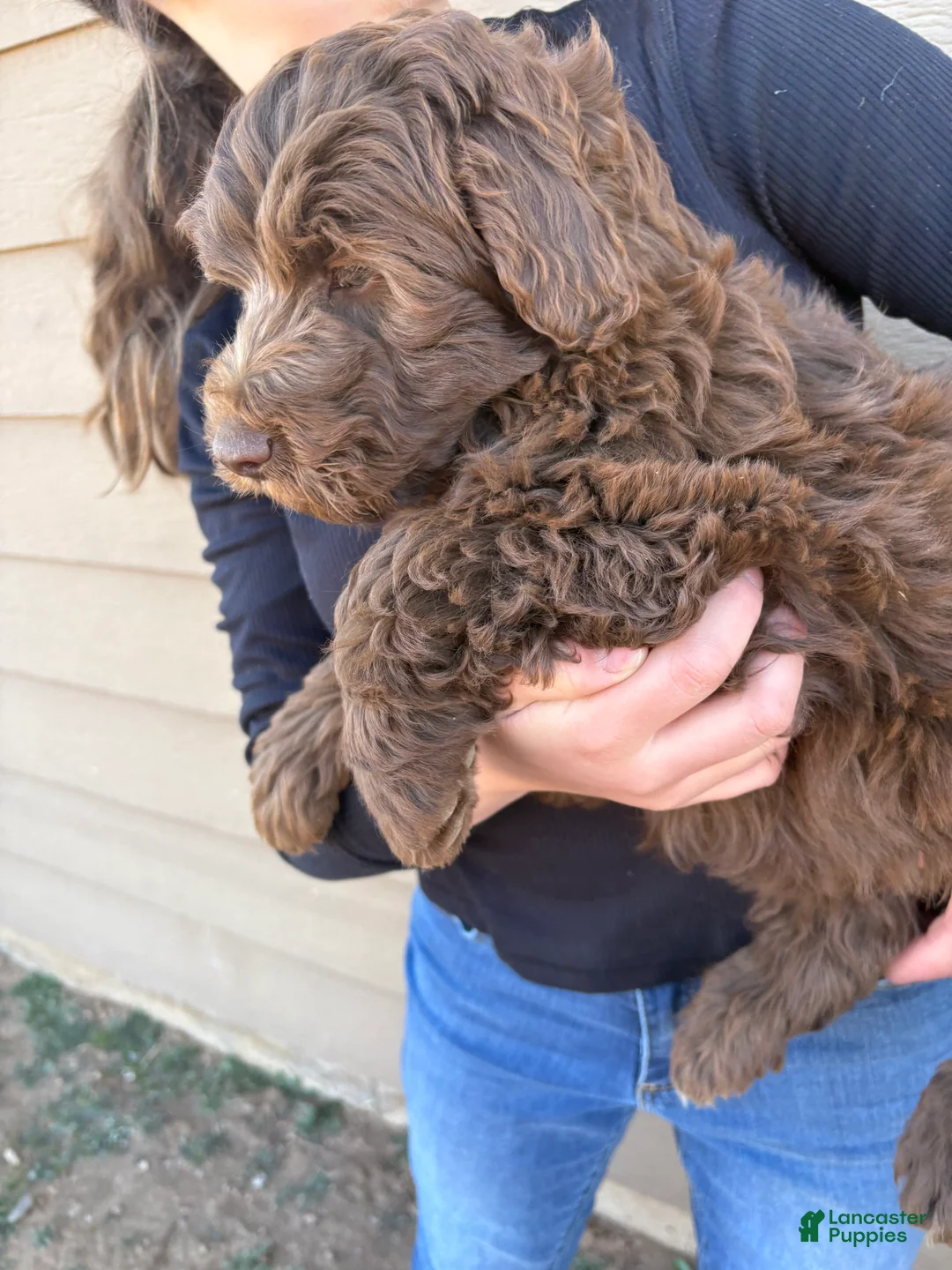 Aussiedoodle dogs for sale:  Puppy 3 - Ad 3