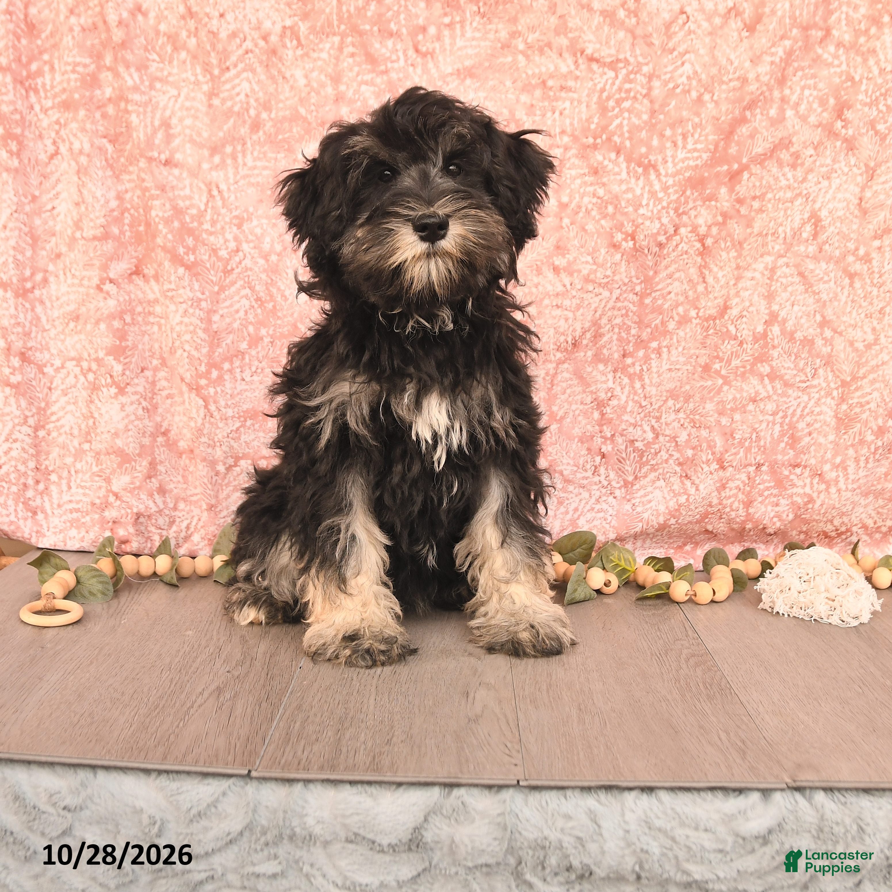 Miniature Schnauzer dogs for sale: Perlie - Ad 2