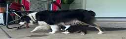 Miniature Australian Shepherd dogs for sale: #5 Black Tri Male - Ad 3