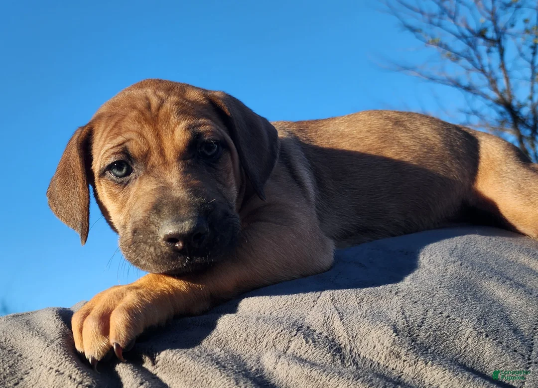 Catahoula Leopard Dog dogs for sale: Tala 2025 Female 2 - Ad 10