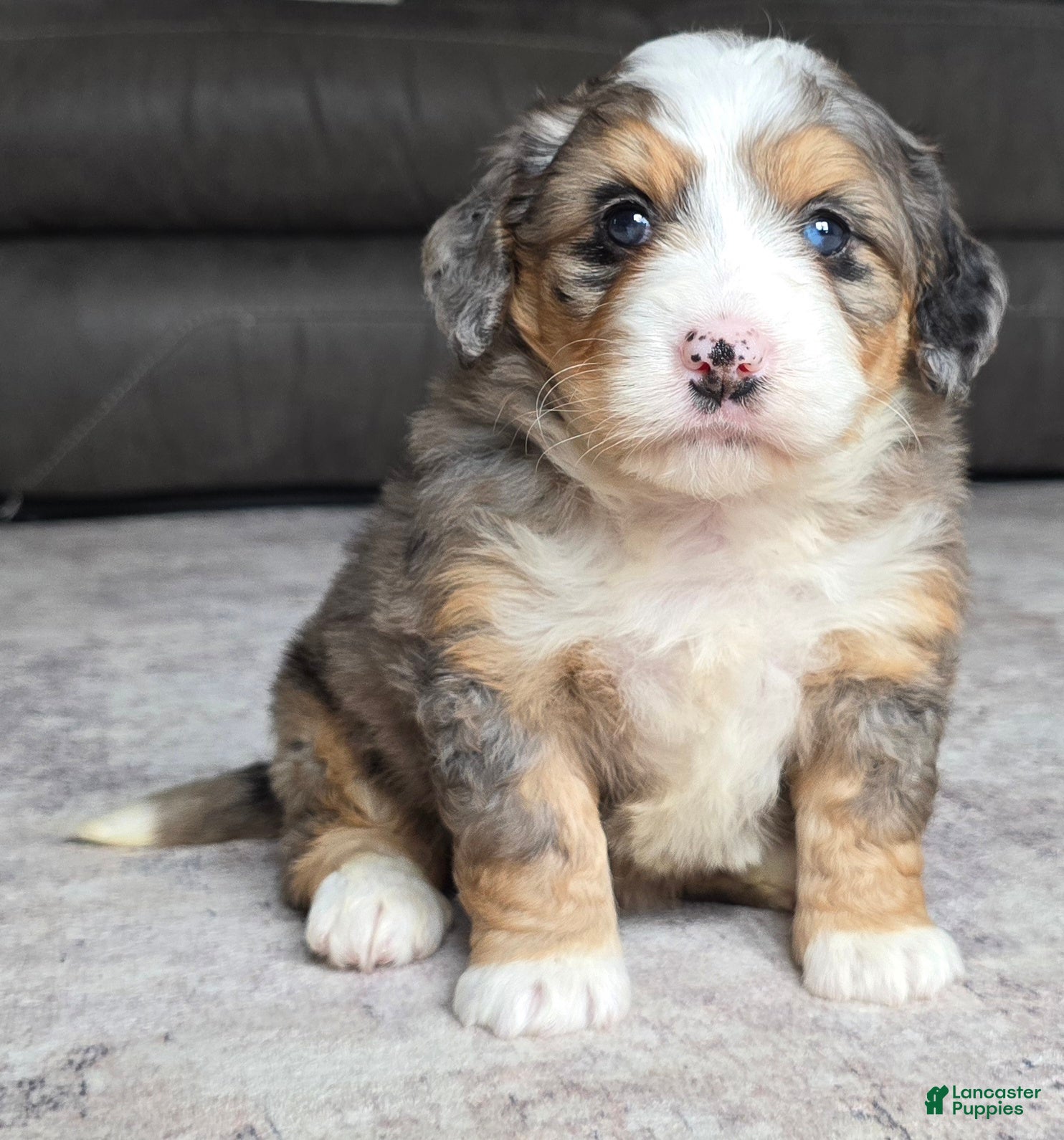 Mini Bernedoodle dogs Mini Ellie - Ad 2