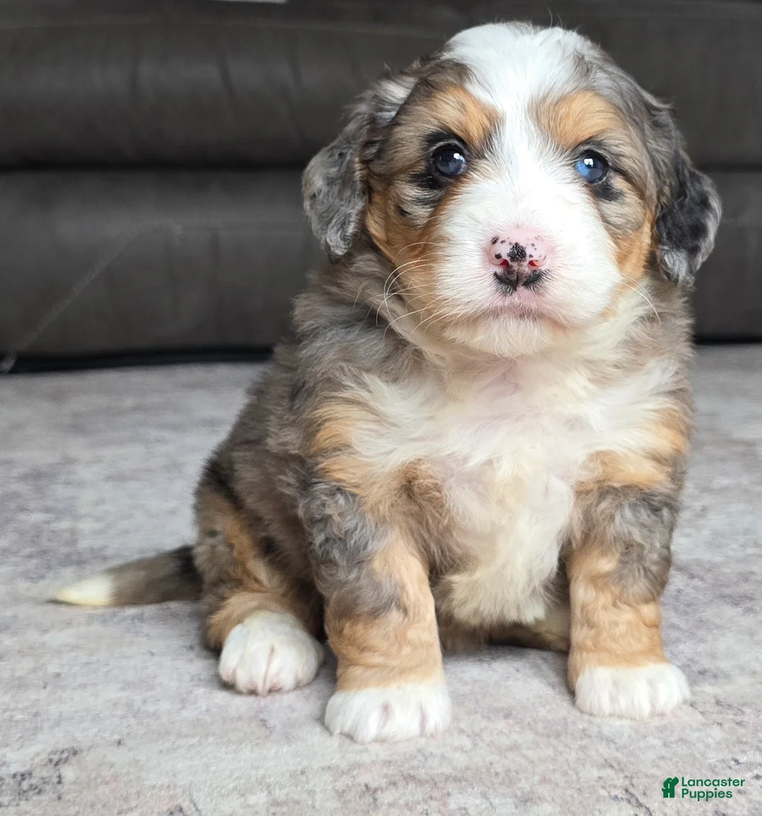 Mini Bernedoodle dogs for sale: Mini Ellie - Ad 2