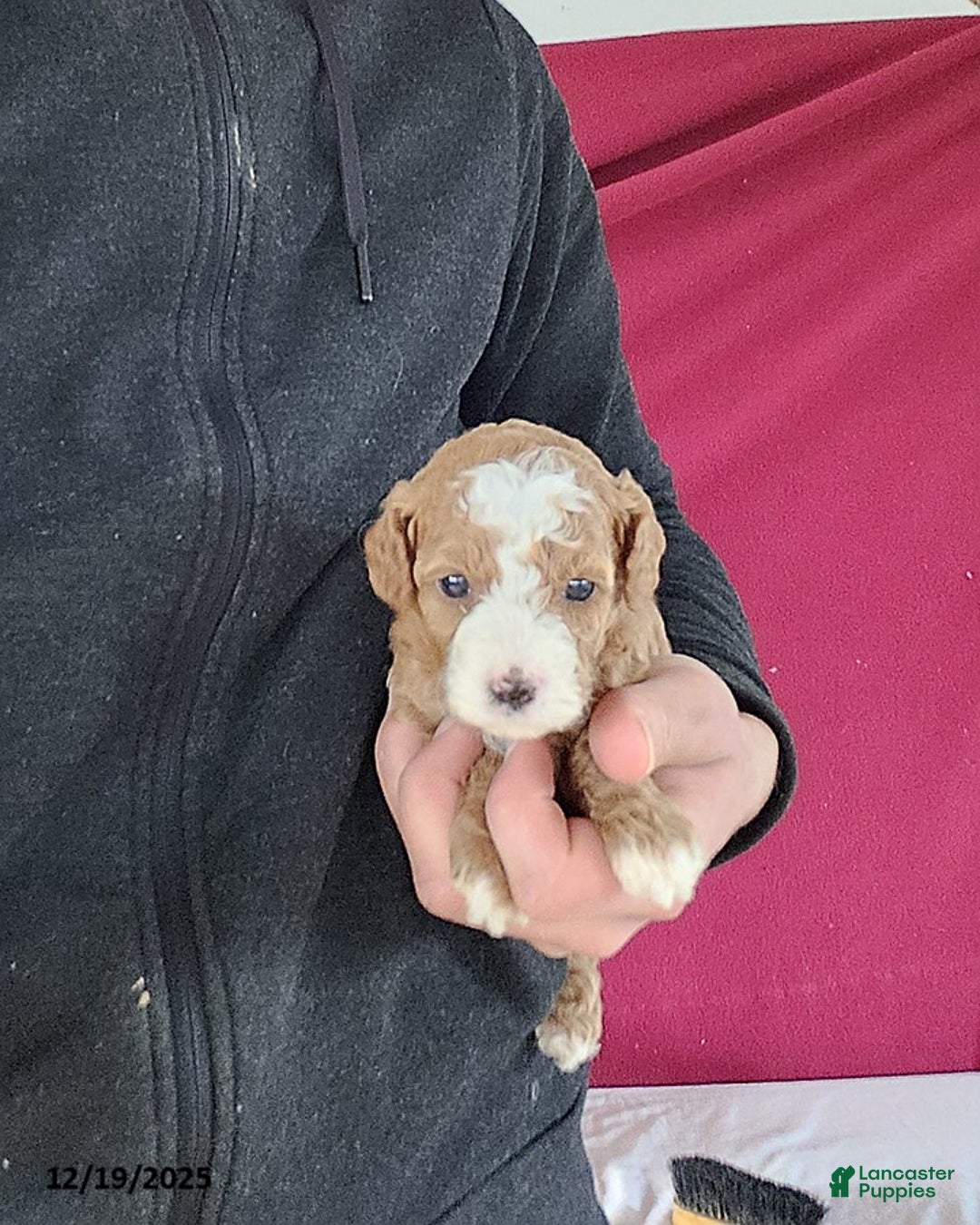 Cavapoo dogs for sale: Tina - Ad 1