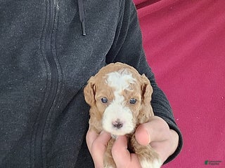 Cavapoo dogs Tina - Ad 33