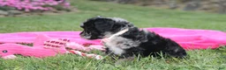 Miniature Poodle dogs for sale:  Bella - Ad 9