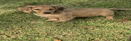 Miniature Dachshund dogs for sale: Cash - Ad 1