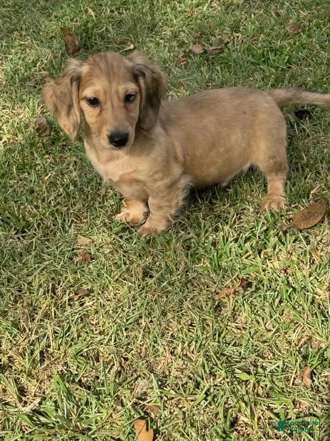 Miniature Dachshund dogs for sale: Cash - Ad 1