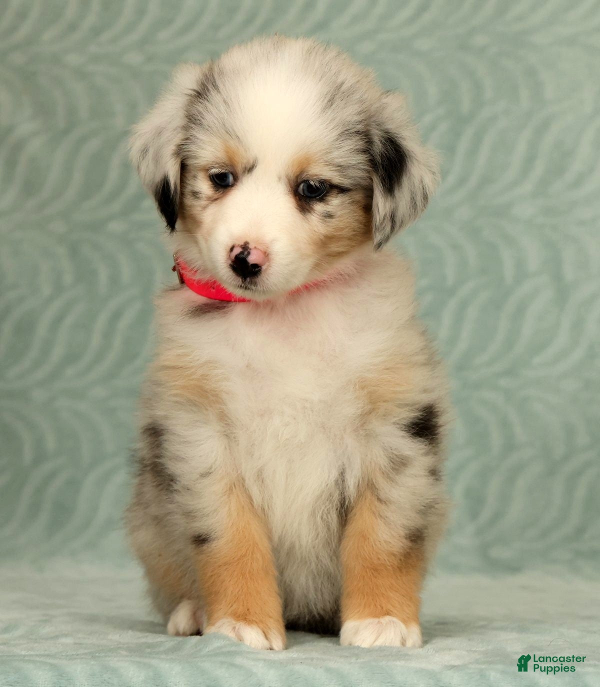Australian Shepherd dogs Skye - Ad 2