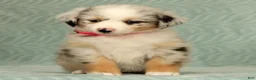 Australian Shepherd dogs for sale: Skye - Ad 2