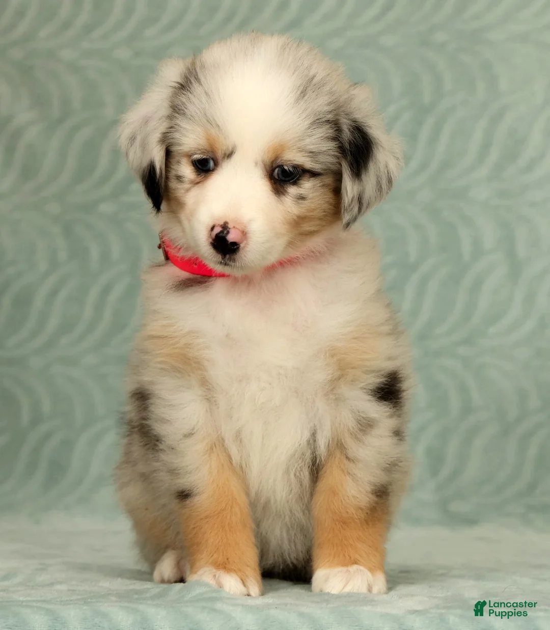 Australian Shepherd dogs for sale: Skye - Ad 2