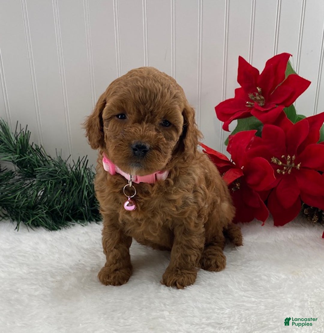 Cavapoo dogs for sale: Sunshine - Ad 3