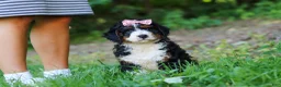 Mini Bernedoodle dogs for sale: Reese - Ad 7