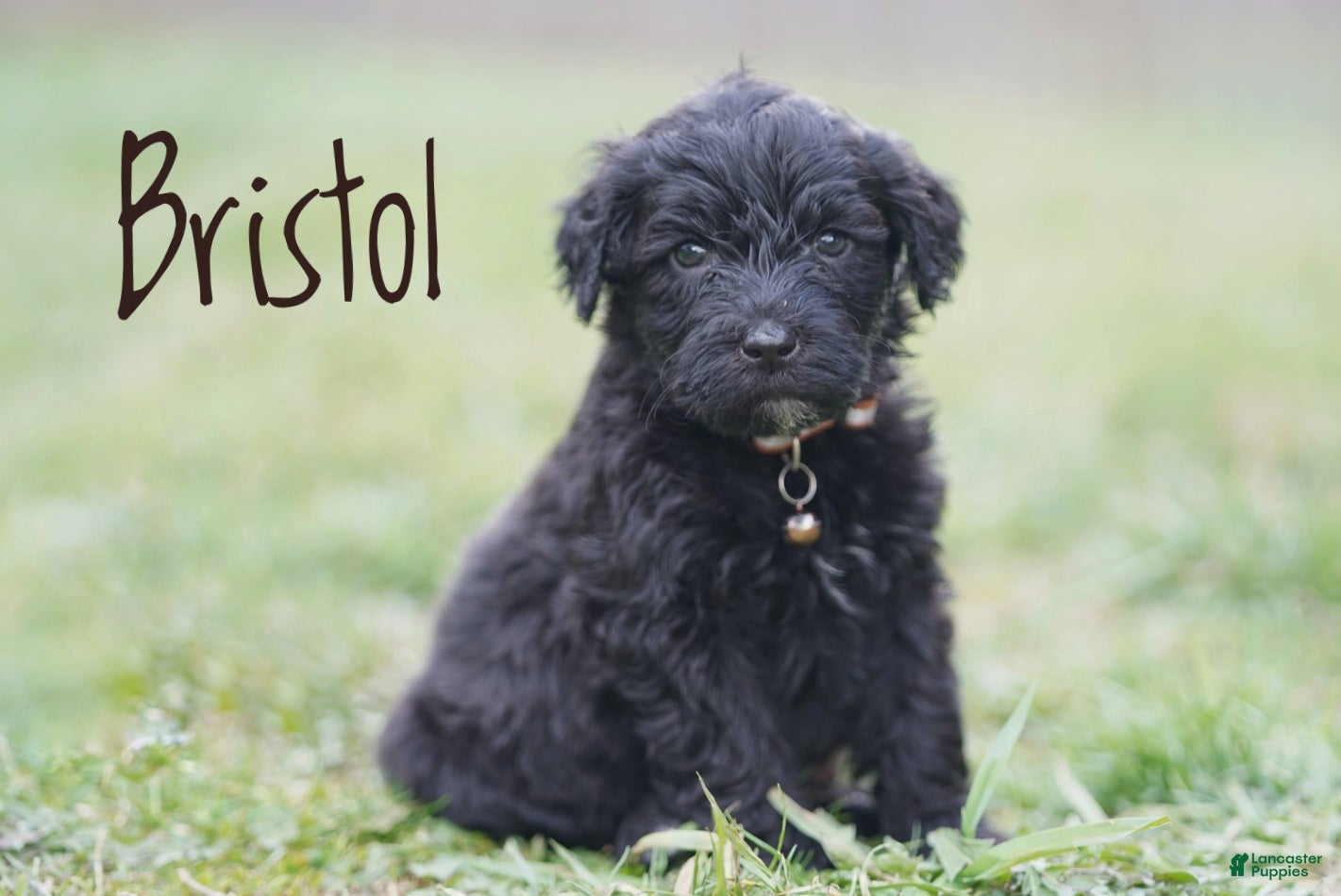 Portuguese Water Dog dogs Bristol - Ad 1