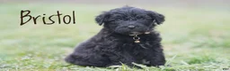 Portuguese Water Dog dogs for sale: Bristol - Ad 1
