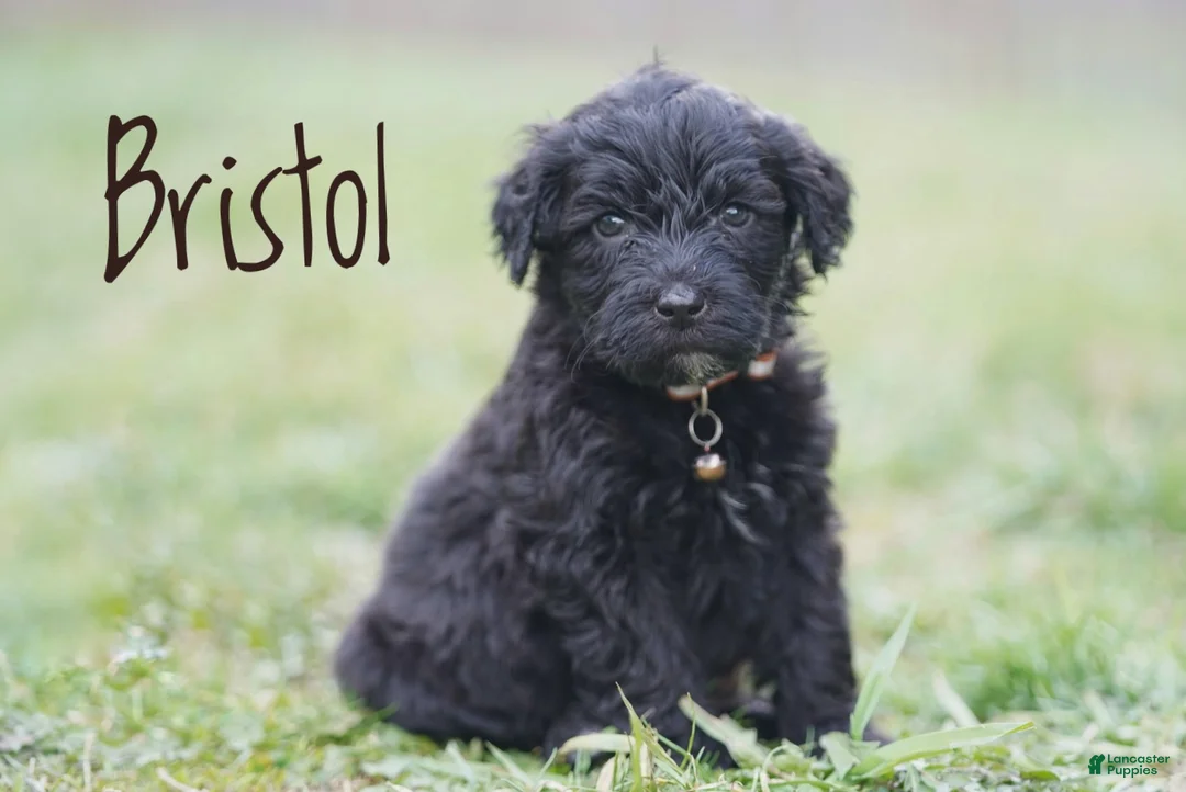 Portuguese Water Dog dogs for sale: Bristol - Ad 1