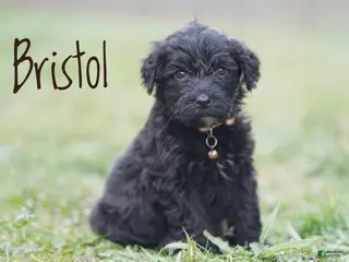 Portuguese Water Dog dogs for sale: Bristol - Ad 3