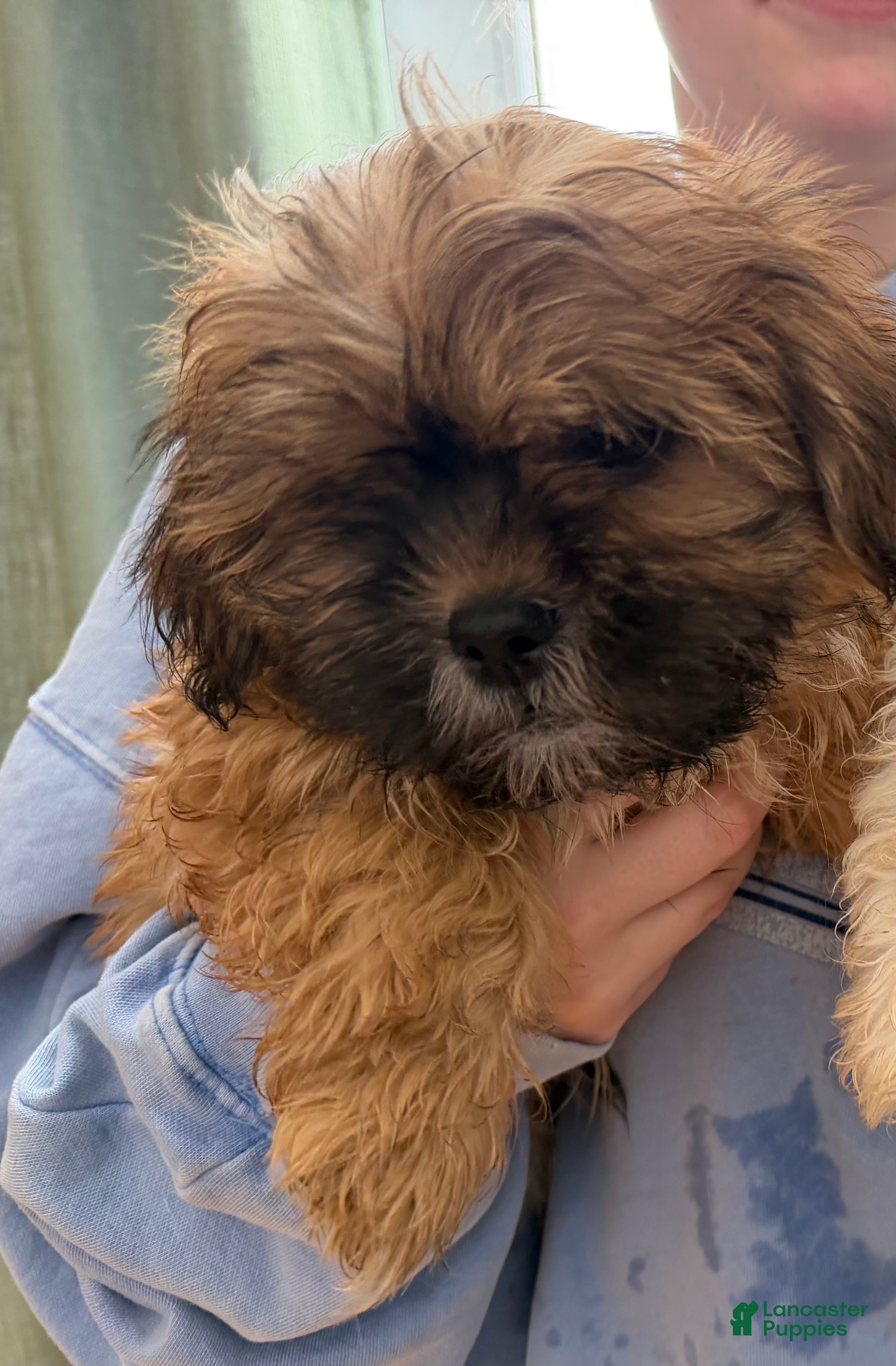 Malshi dogs Malshi Puppy 2 - Ad 1