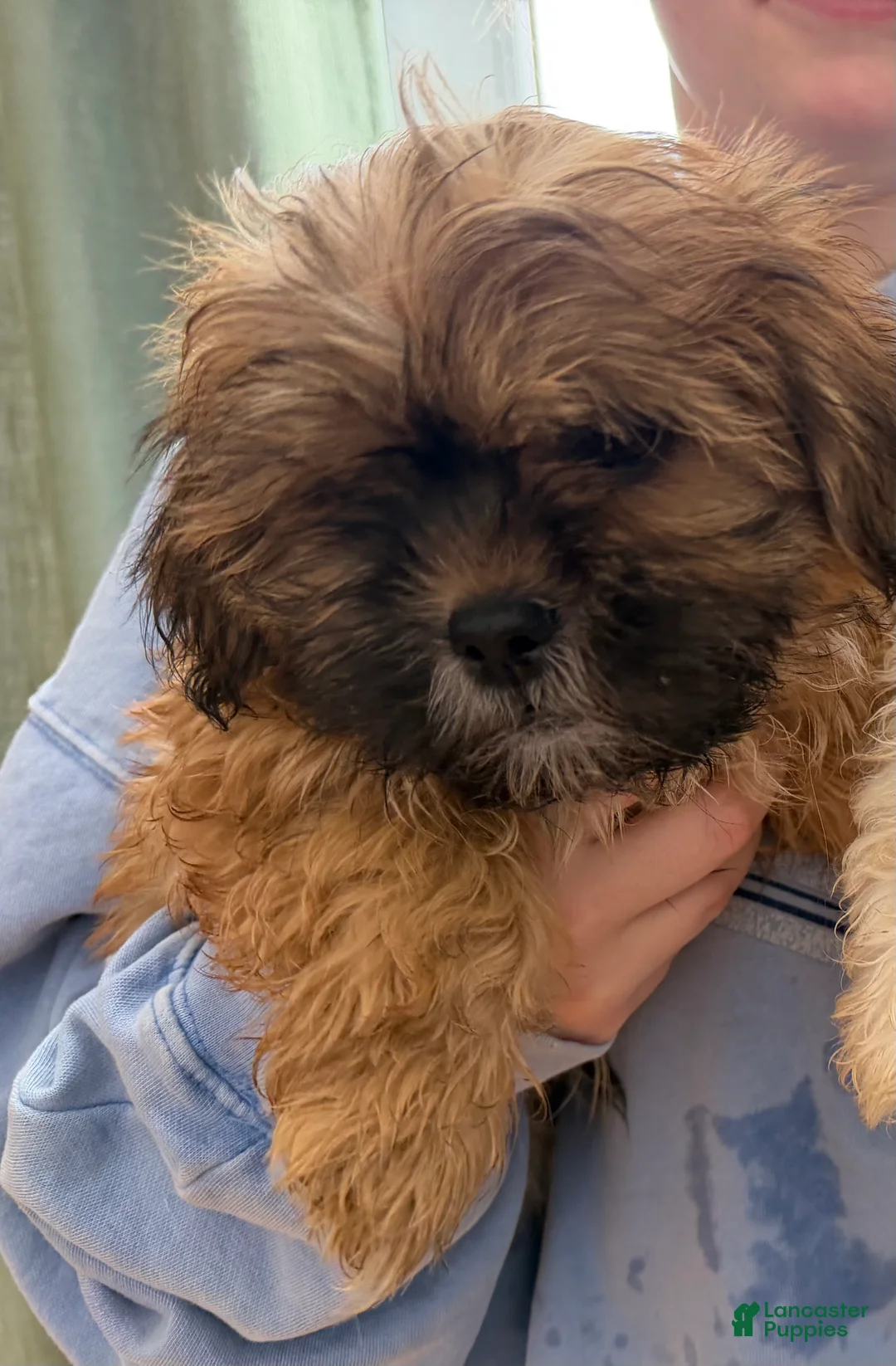 Malshi dogs for sale: Malshi Puppy 2 - Ad 1