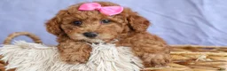 Miniature Poodle dogs for sale: ANGIE - Ad 15