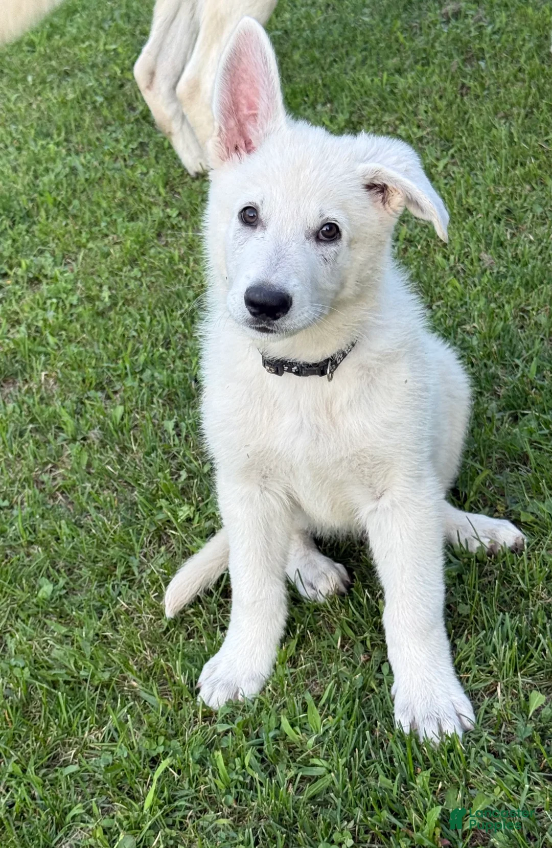 German Shepherd dogs for sale: Fonzy - Ad 2