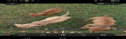 Rhodesian Ridgeback dogs for sale: Pink Girl - Ad 9