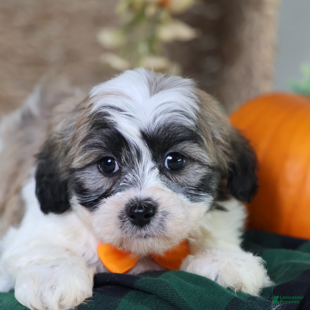 Teddy Bear dogs for sale: Fred - Ad 4