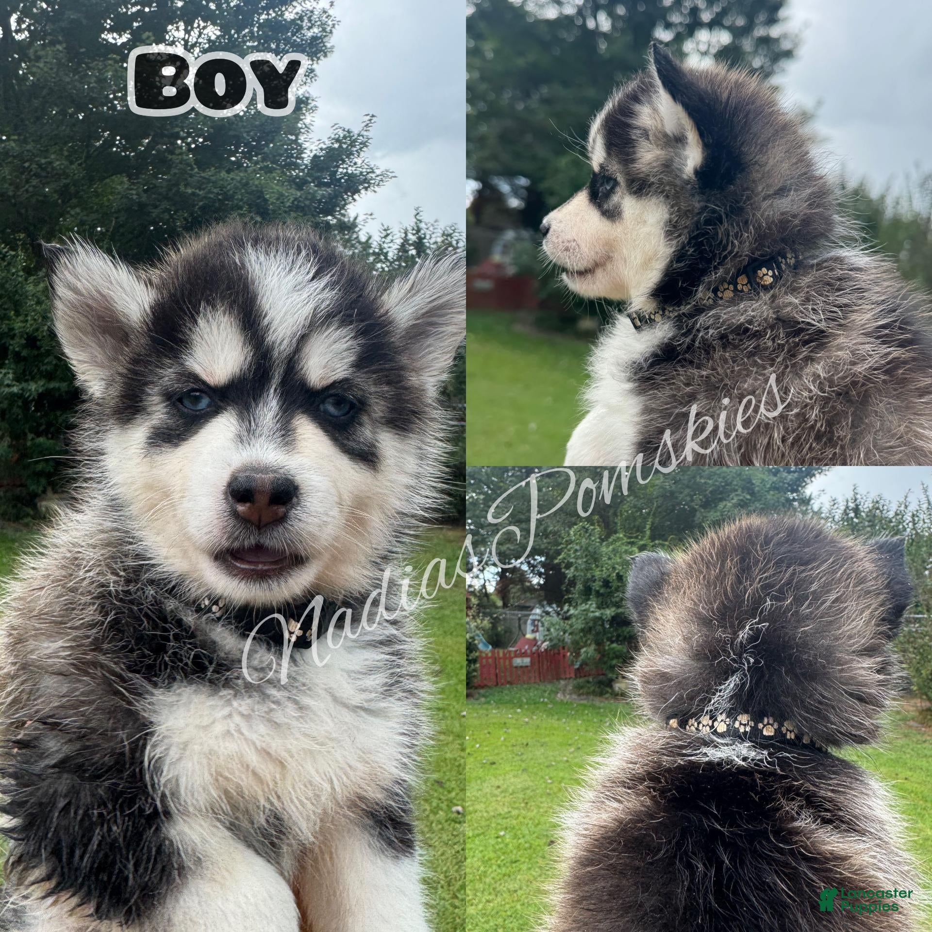Pomsky dogs Pomsky 2 Boy - Ad 1