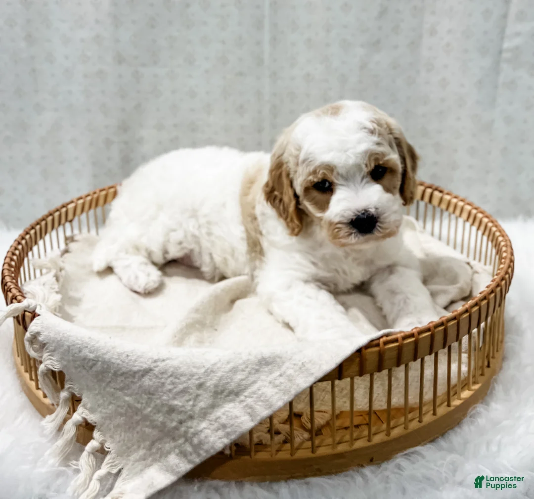 Cavapoo dogs for sale: River - Ad 4