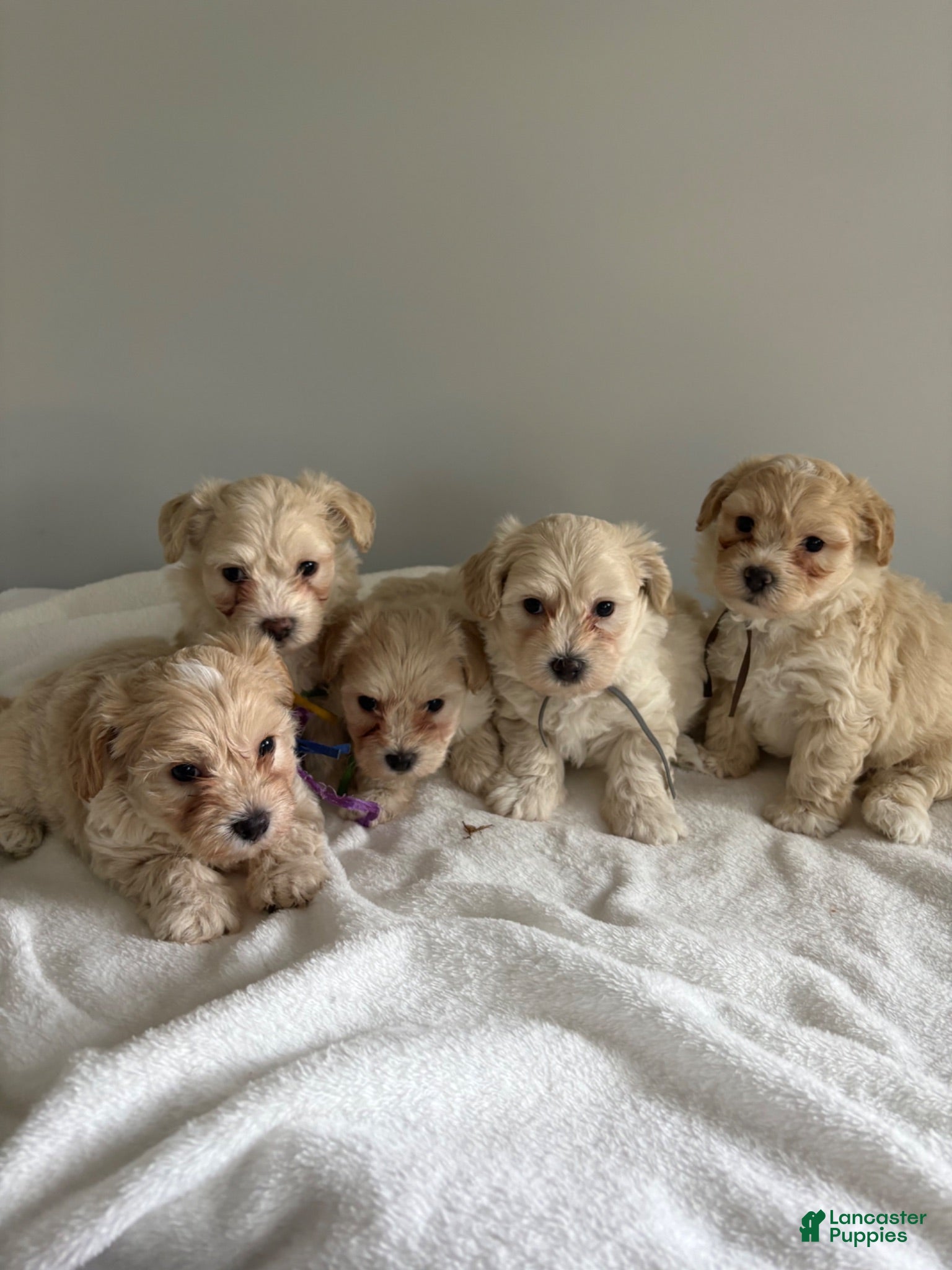 Maltipoo dogs Maltipoo 1 - Ad 2