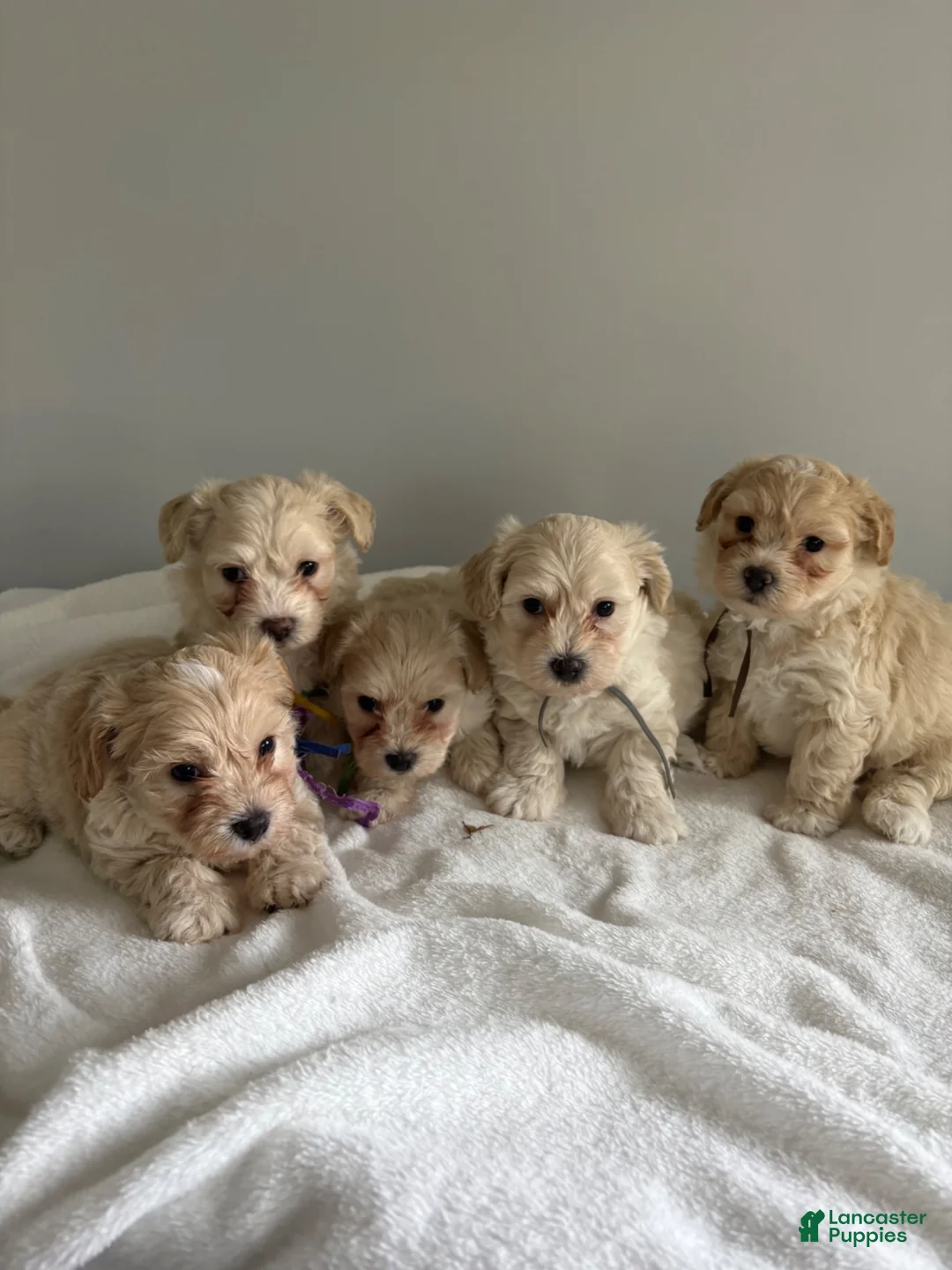 Maltipoo dogs for sale: Maltipoo 1 - Ad 2