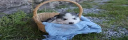 Alaskan Malamute dogs for sale: Kano - Ad 3