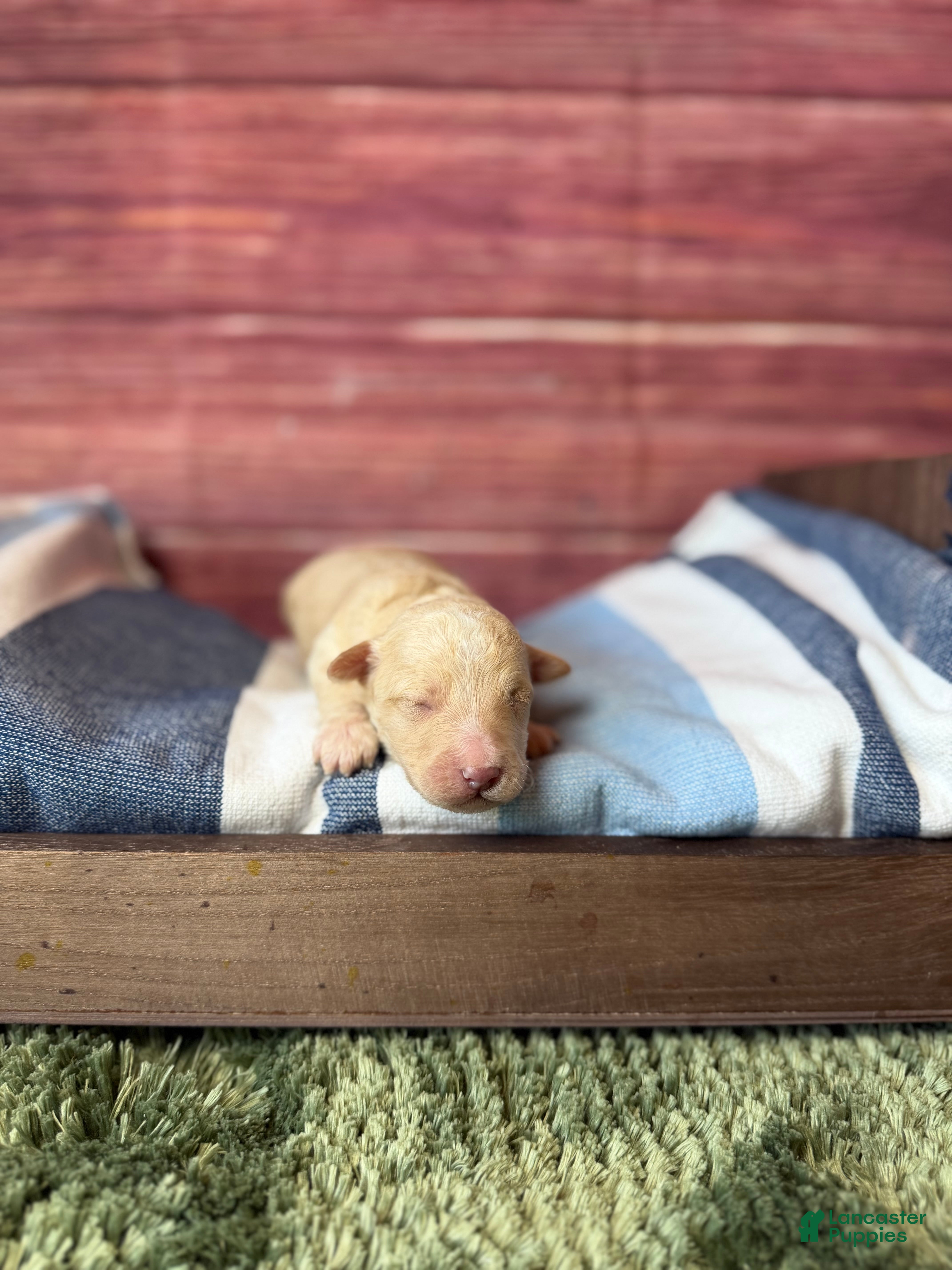 Maltipoo dogs elio - Ad 1