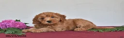 Mini Goldendoodle dogs for sale: Violet - Ad 4