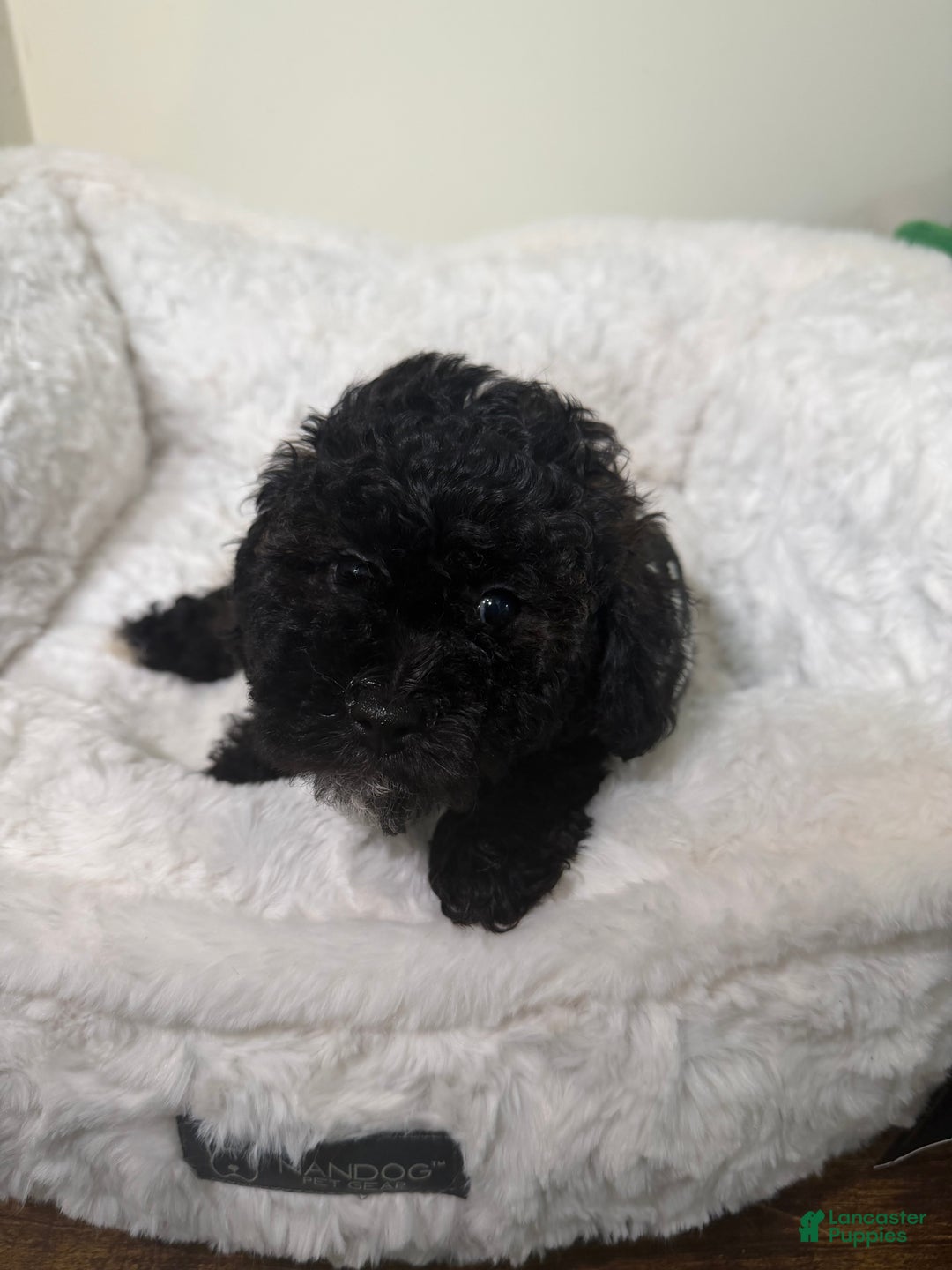 Maltipoo dogs for sale: Carter  - Ad 2
