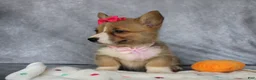 Welsh Corgi Pembroke dogs for sale: Lenny - Ad 5