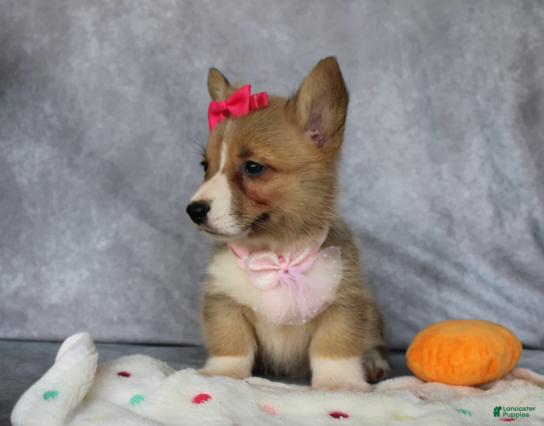 Welsh Corgi Pembroke dogs for sale: Lenny - Ad 5
