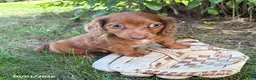 Dachshund dogs for sale: Sebastian - Ad 3
