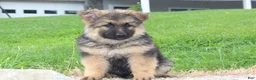 German Shepherd dogs for sale: Elliot - Ad 1