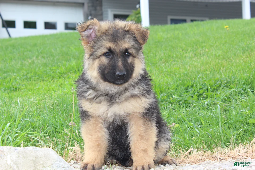 German Shepherd dogs for sale: Elliot - Ad 1
