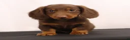 Dachshund dogs for sale: Hank  - Ad 13