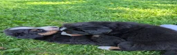 Bernese Mountain Dog dogs for sale: Belle - Ad 8