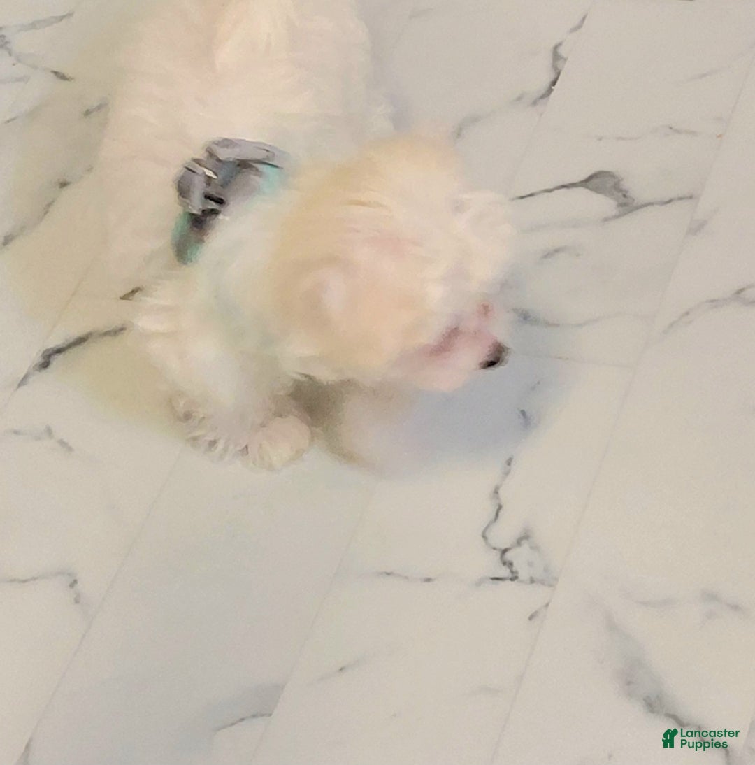 Maltese dogs for sale: Gucci - Ad 7