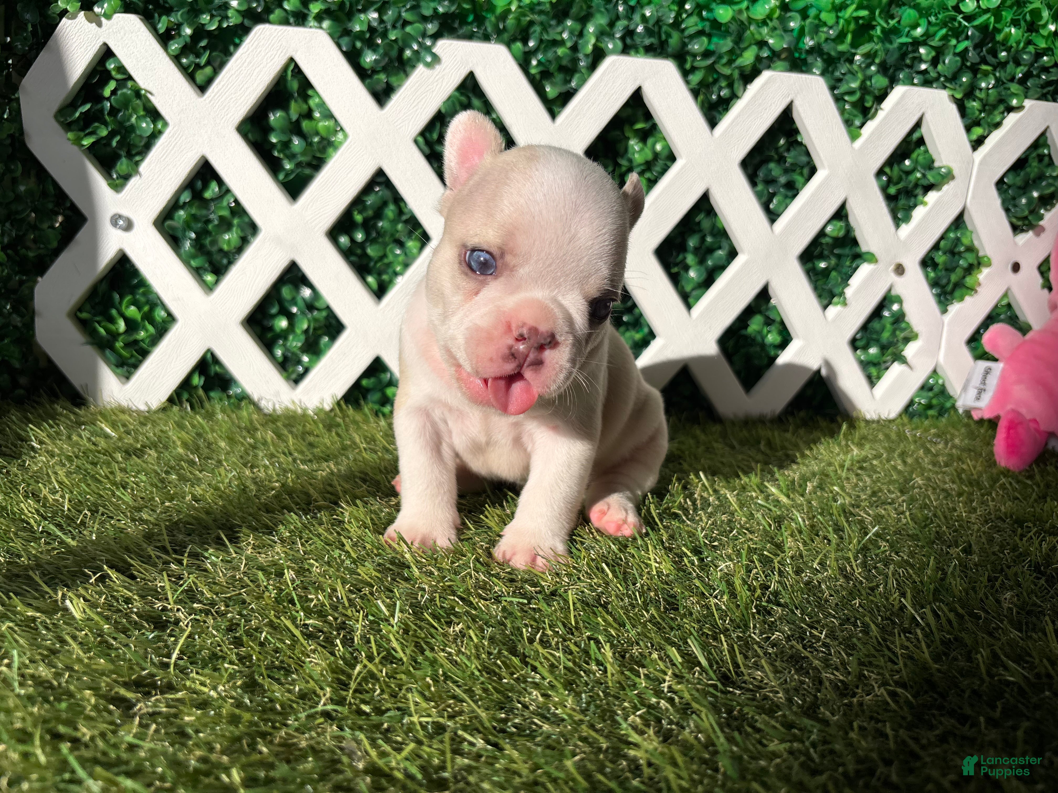 French Bulldog dogs French Bulldog 2 - Ad 2